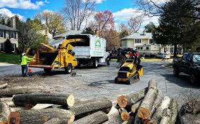How Our Tree Care Process Works  in  Germantown, MD