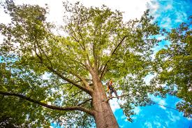 Best Tree Preservation Services  in Germantown, MD