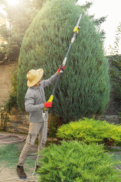 Best Root Management and Removal  in Germantown, MD